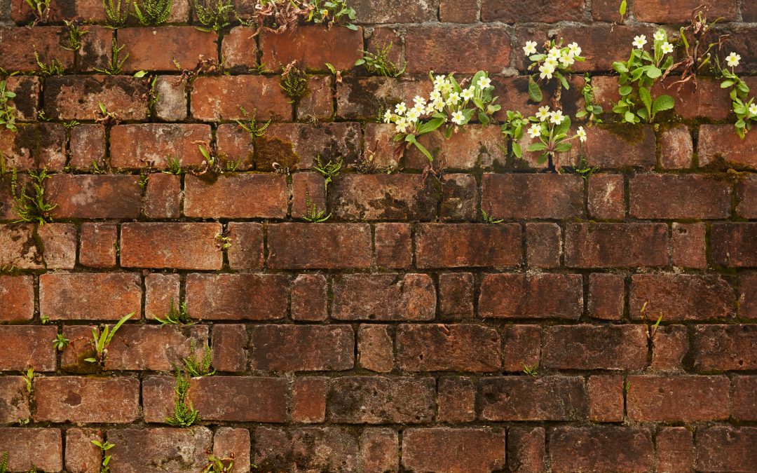 Brickwall_with_growth